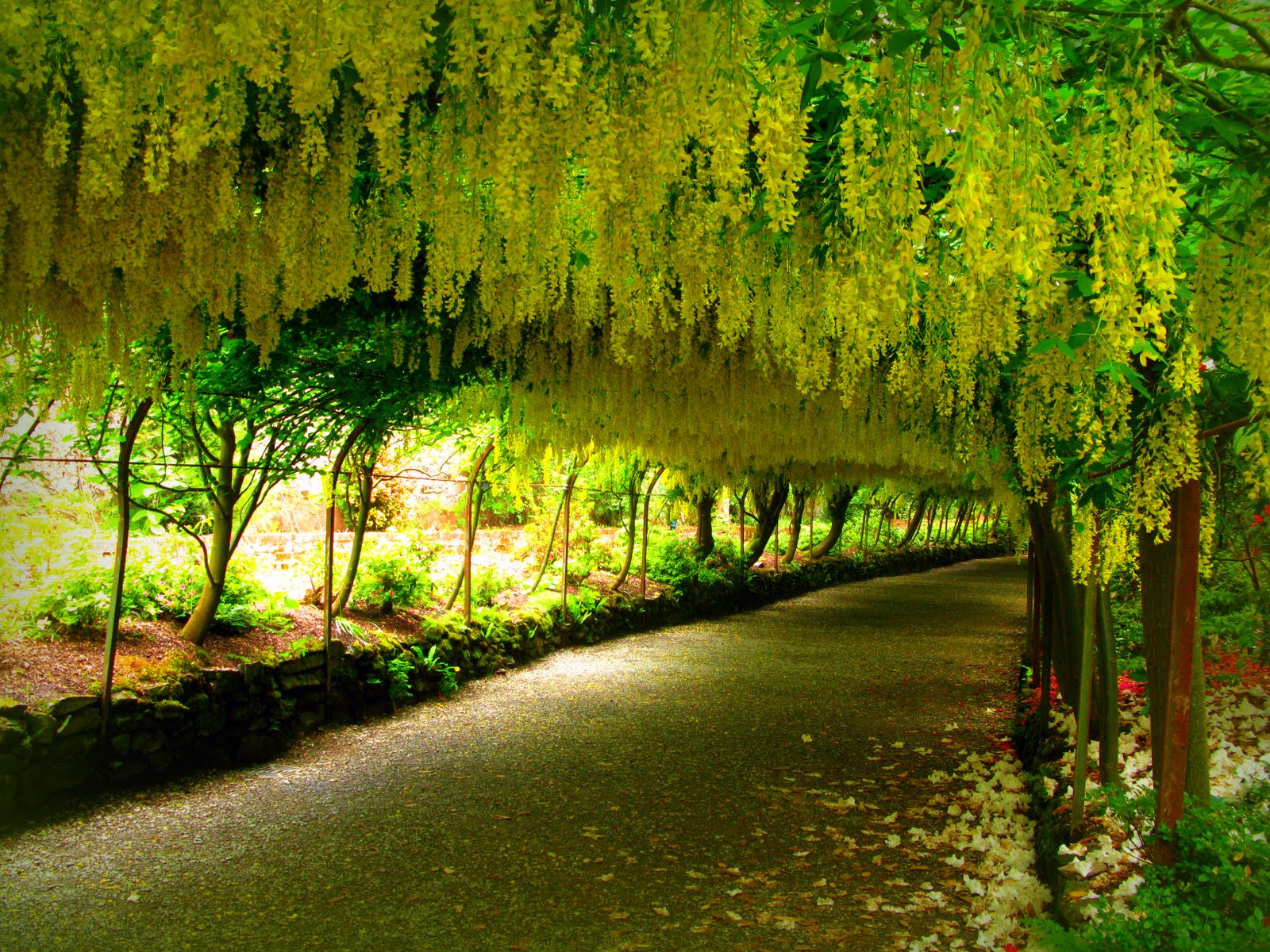 Cây Osaka Vàng Đường trồng theo giàn 